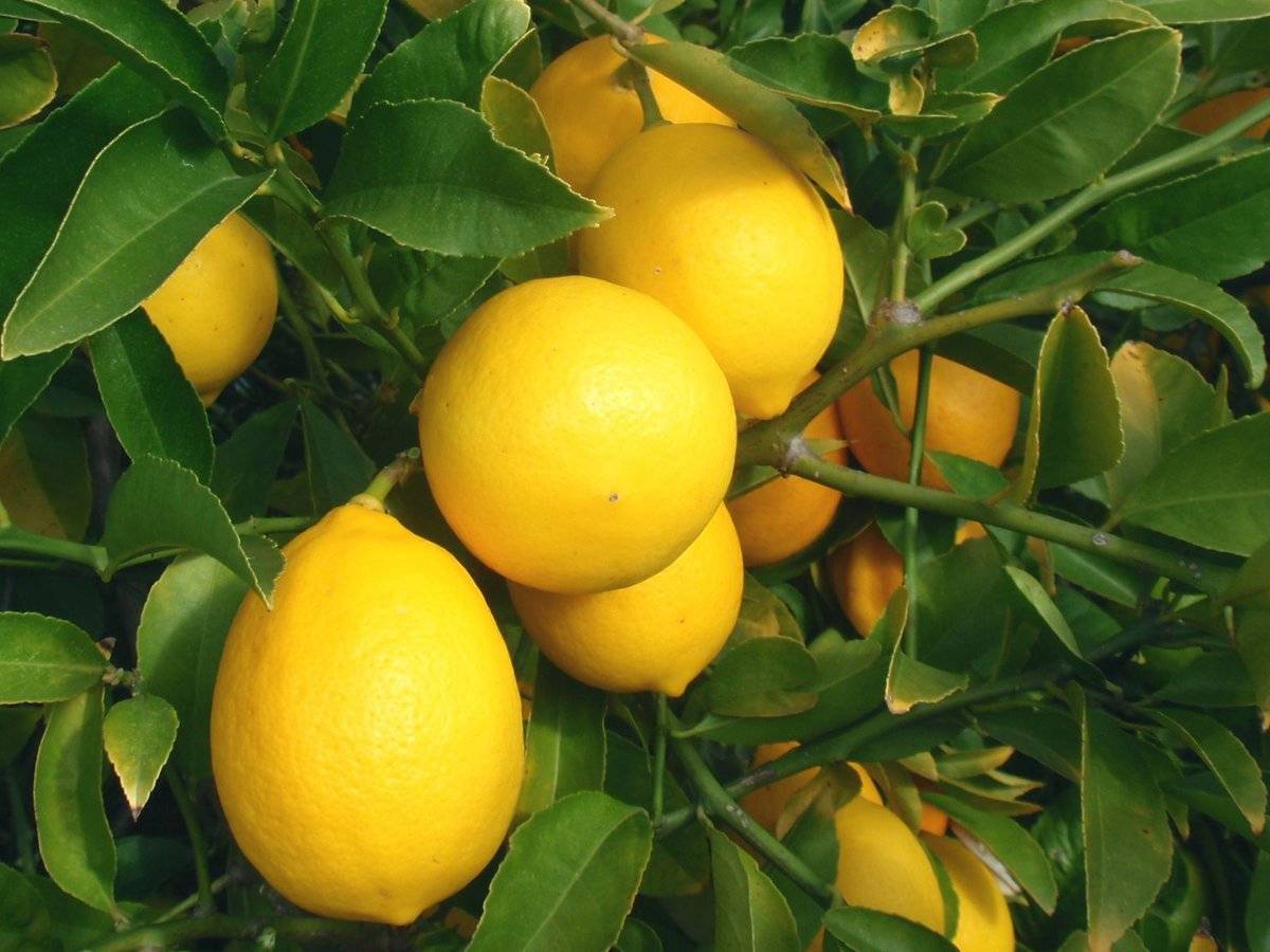 Лимон ташкентский | питомник растений