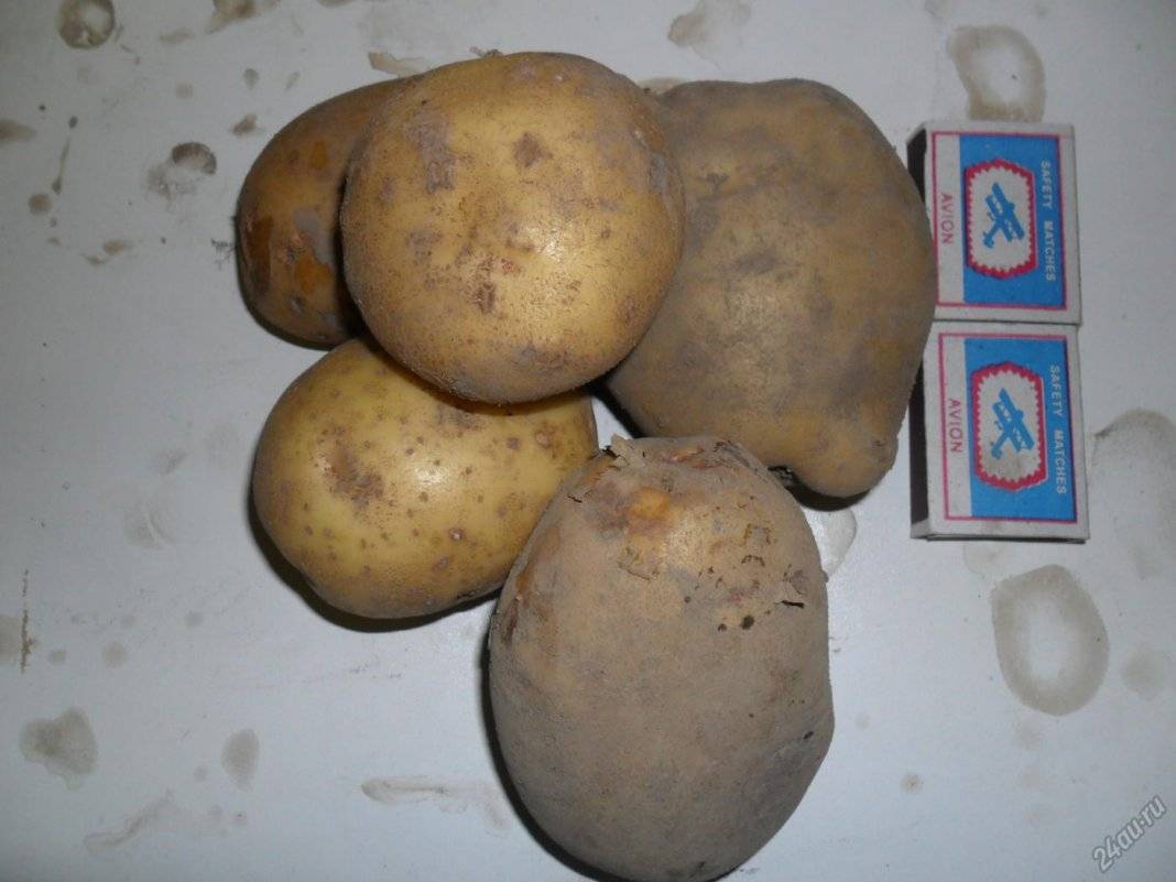 ✅ картофель для сибири: лучшие ранние сорта, какие выбрать, как проращивать