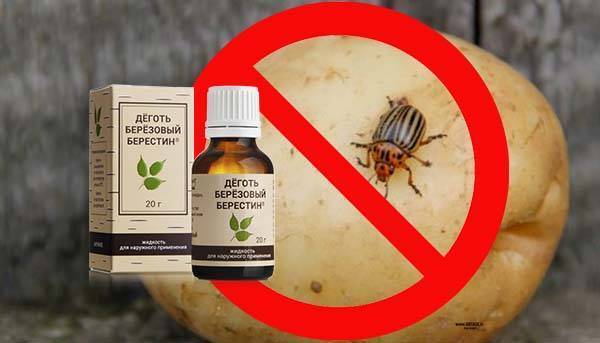 8 способов избавиться от колорадского жука народными методами
