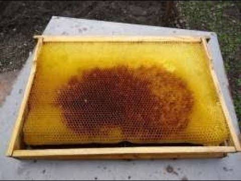 Пчеловодство : вредители пчёл : восковая моль