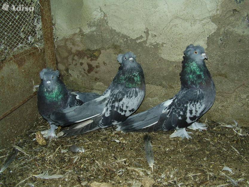 Турманы голуби (вертуны, перевертыши) – воздушные ассы