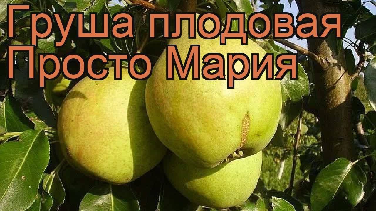 Груша просто мария фото дерева с кроной