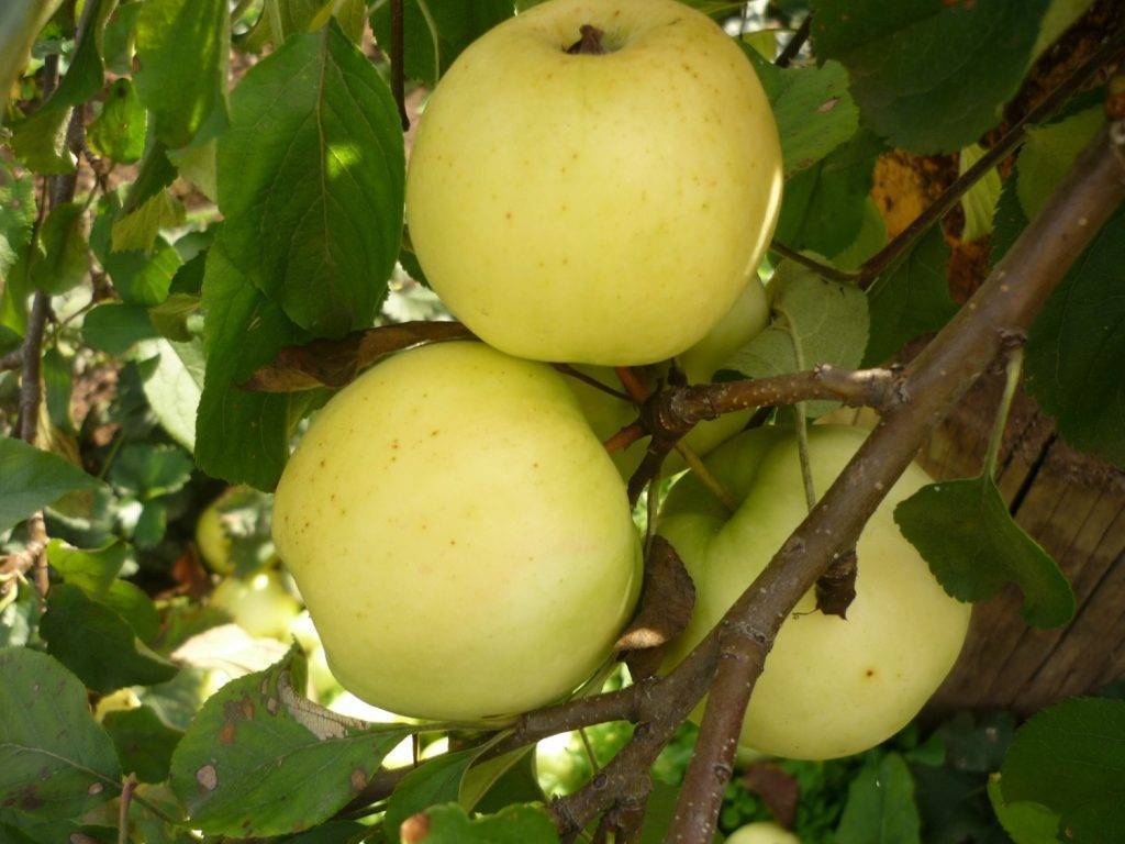 Осенние сорта яблок для урала фото с описанием