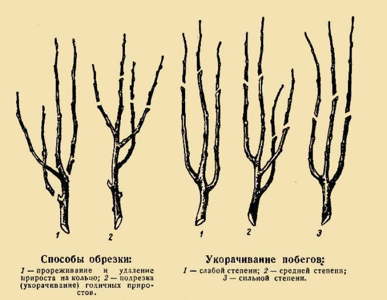 Обрезка яблони осенью схема