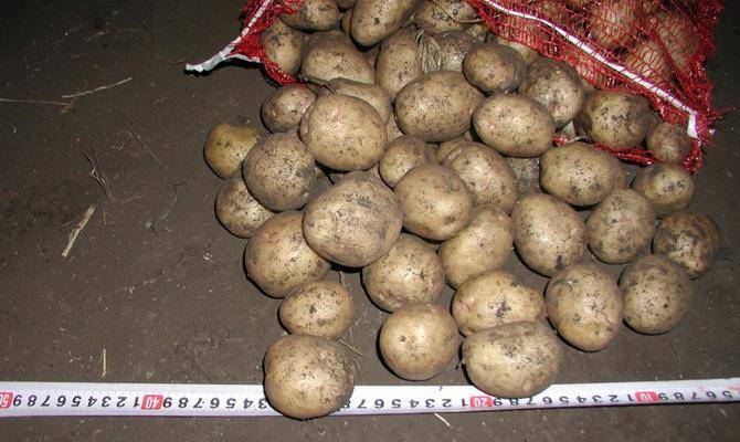 Картофель невский: правила получения хорошего урожая