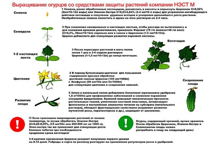 Схема удобрения огурцов в открытом грунте