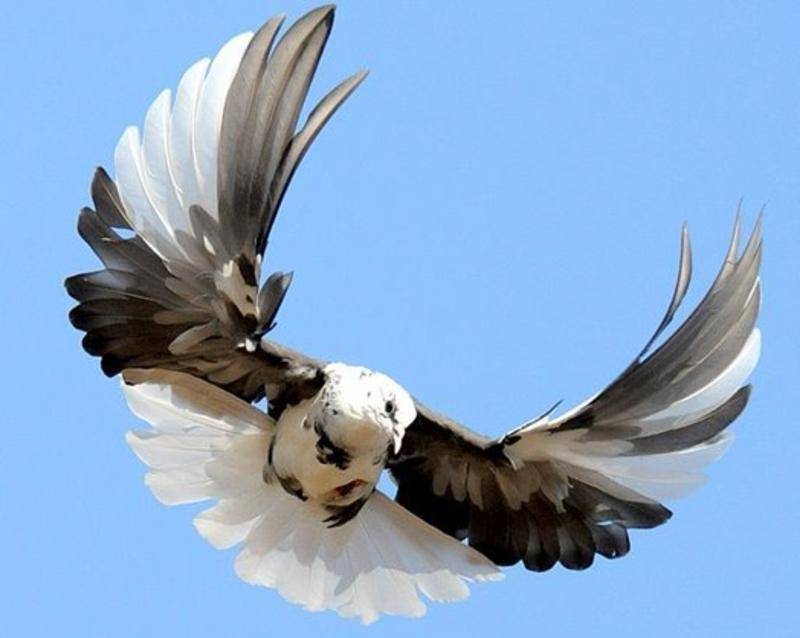 Серпастые голуби: описание породы и характеристики