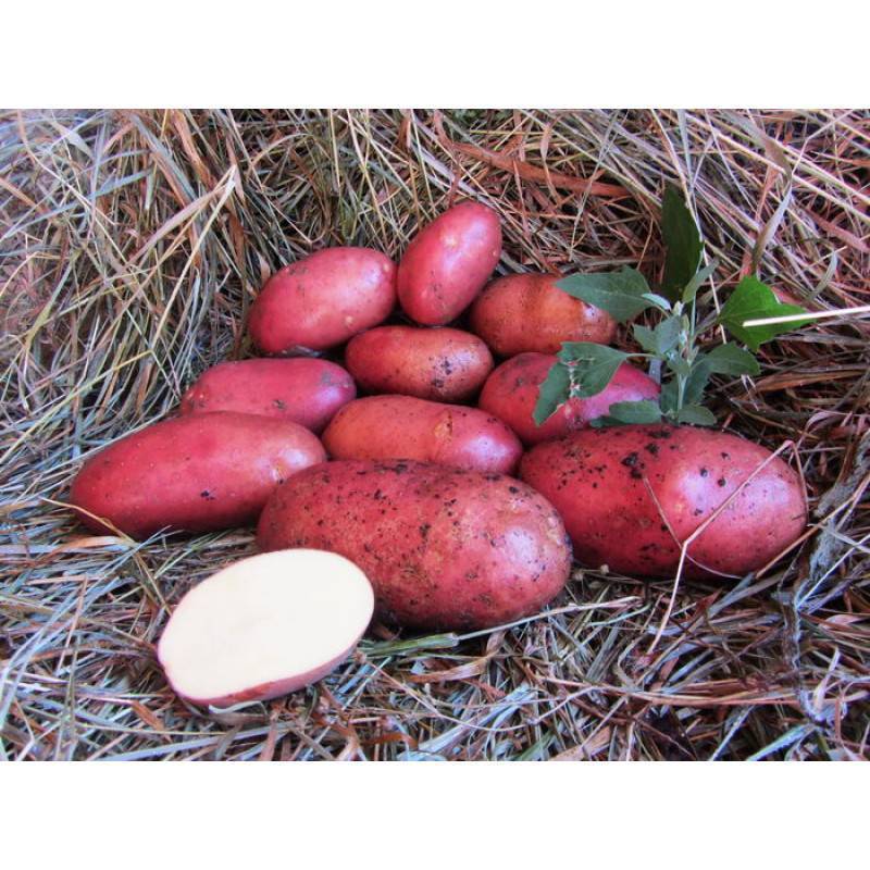Картофель «латона»: характеристика, описание сорта, отзывы, фото, урожайность