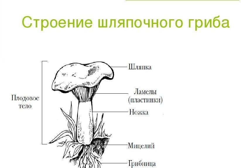 Строение гриба – от грибницы до шляпки - грибы собираем