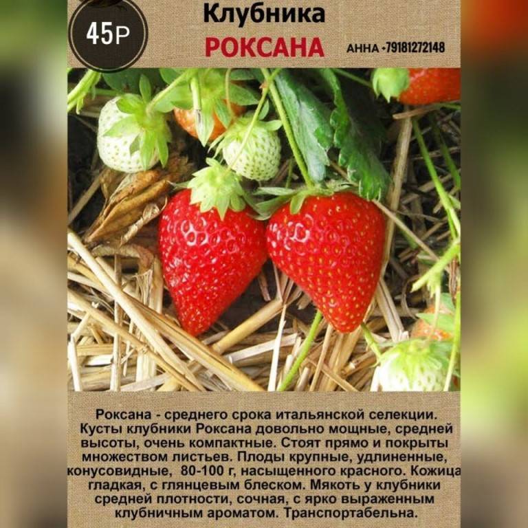 Клубника керри описание сорта фото