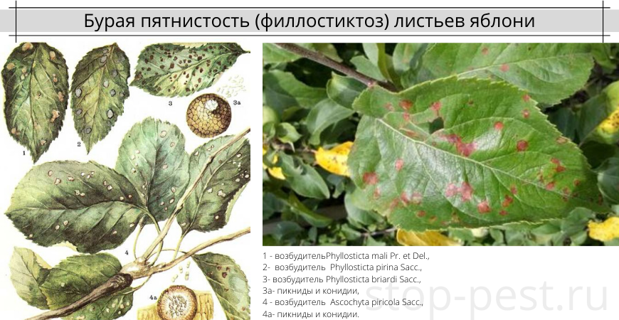 Болезни яблони описание с фотографиями и способы лечения на листьях
