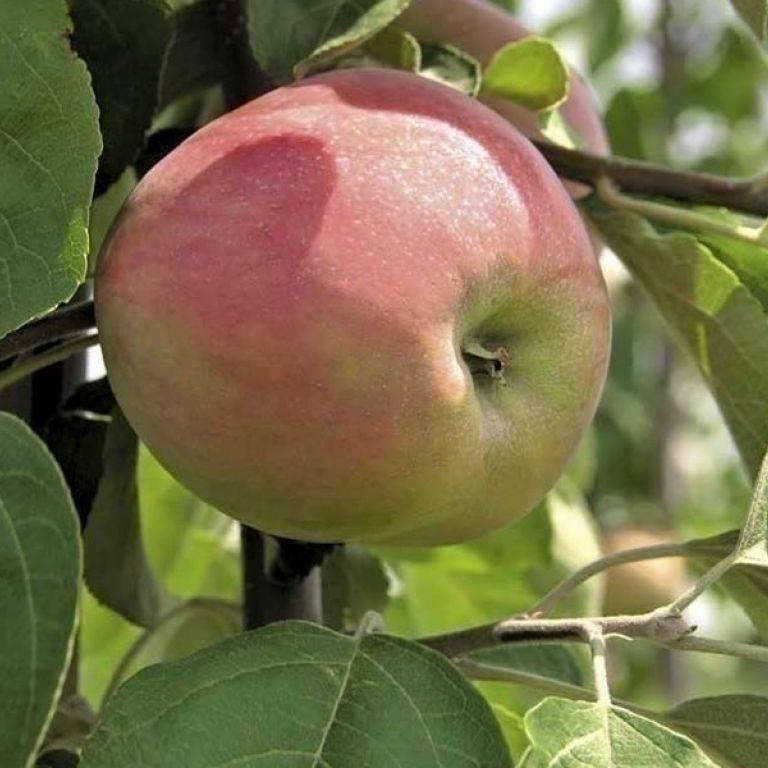 Описание сорта яблони женева: фото яблок, важные характеристики, урожайность с дерева