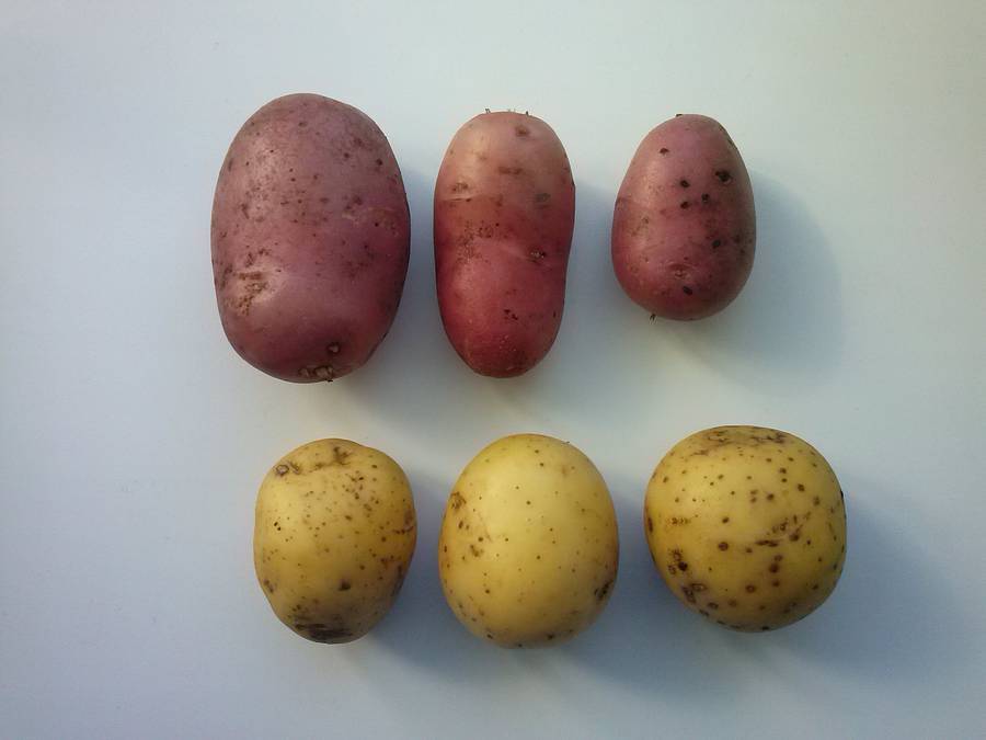 Сорт картофеля «родриго»: основные качества, выращивание и уход: характеристики, свойства, методы