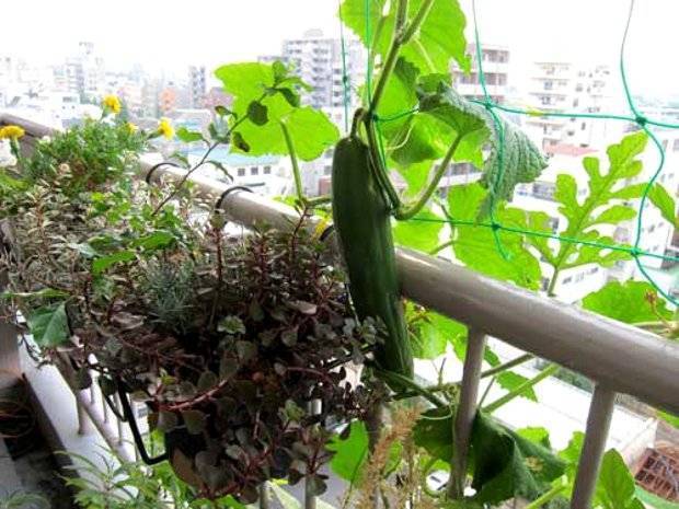 Лучшие сорта огурцов для выращивания на балконе и подоконнике