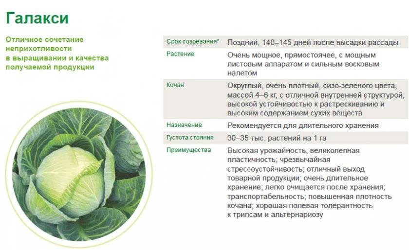 Капуста сорта белоснежка: описание и характеристика, особенности выращивания и ухода за капустой, фото, отзывы