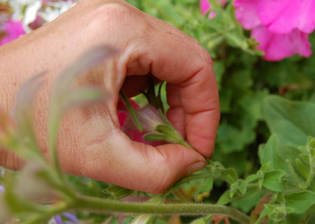 5 правил обильного цветения петуний. выбор сорта, условия, уход, формирование и обрезка. фото — ботаничка