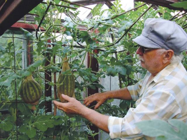 Выращивание арбузов в теплице: посадка и уход, плюсы и минусы, особенности сбора урожая — как сажать арбузы в теплице