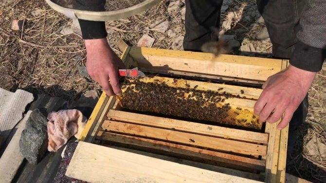 Осеннее слияние пчелосемей: способы объединения и полезные советы