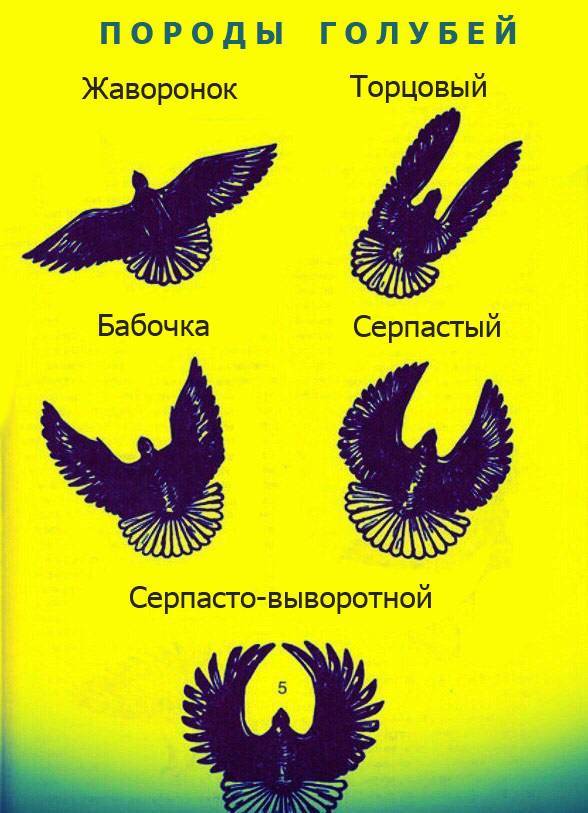 Николаевские голуби – история породы, описание, летные качества, разведение
