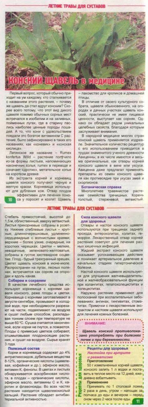 Конский щавель и его лечебные свойства для увеличения йода в организме