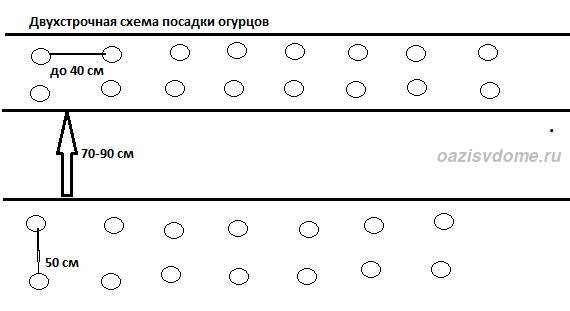 Схема посадки огурцов в поликарбонатной теплице