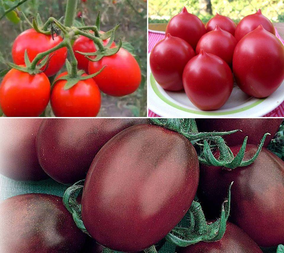 Подборка лучших сортов томатов для выращивания в кировской области