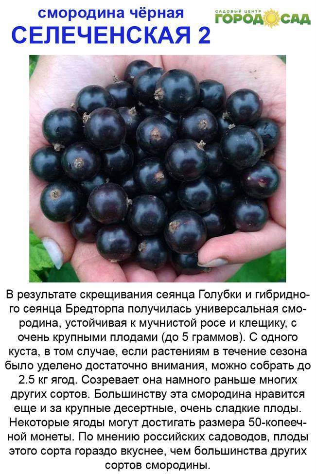 Черная смородина селеченская и селеченская-2: описание сорта, фото