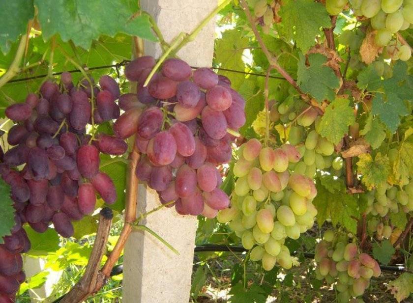 Сорт винограда альфа