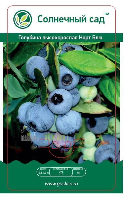 Голубика денис блю: описание и характеристики сорта, правила выращивания. голубика денис блю (denis blue, дениз голубая): отзывы, фото, урожайность