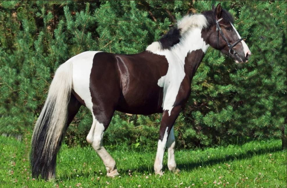 Пинто лошадь: фото, история, характеристика, окрас масти, повадки, ценность