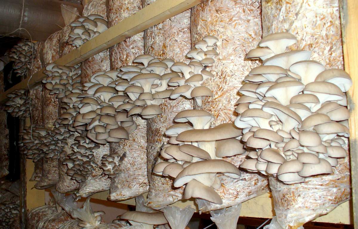 Как вырастить мицелий грибов вешенка в домашних условиях