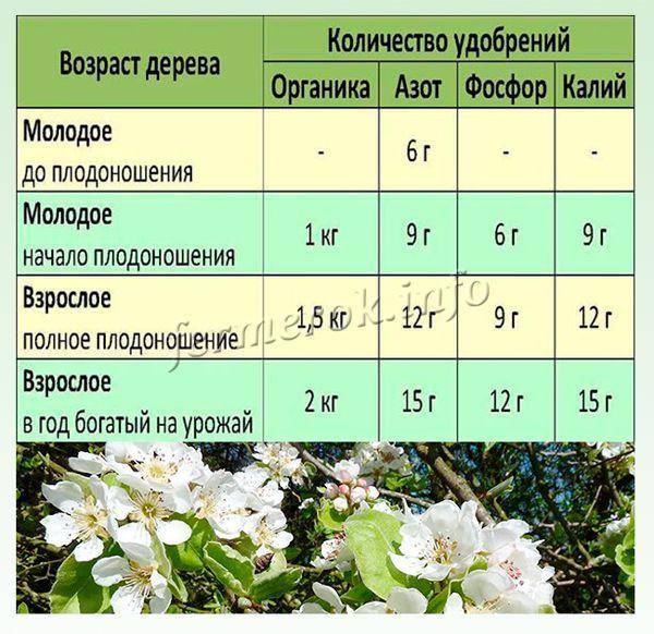 Подкормка яблонь весной минеральными удобрениями схема