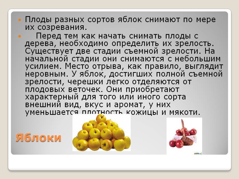 Ранние сорта груш: летняя, июньская или липеньская, маленькая и мелкая, семеренко, сергеева, молдавская, южные с красным бочком - саженцы