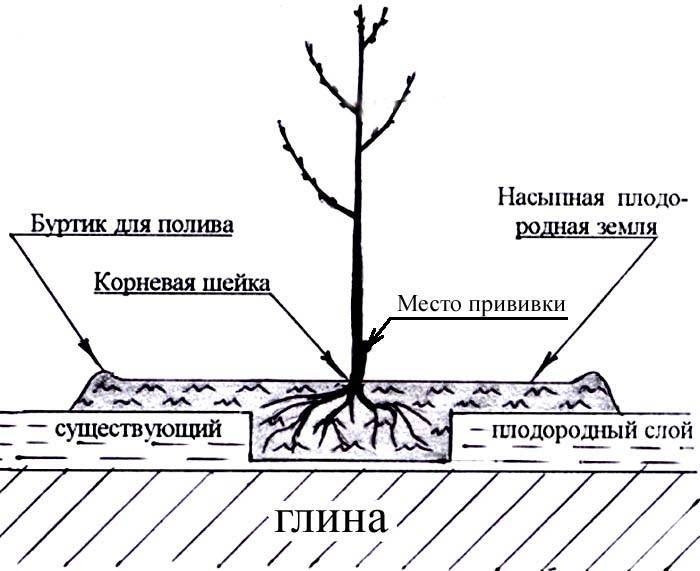 Посадка весной: как посадить грушу, пошаговое руководство