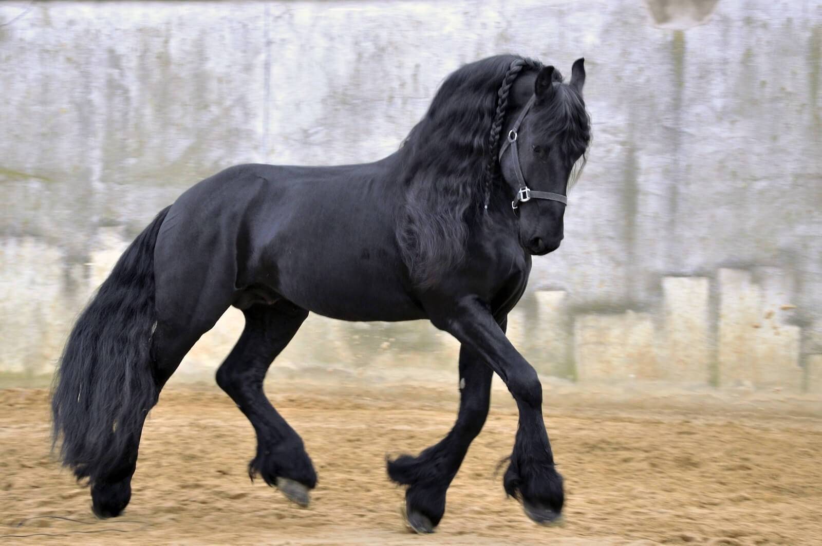 Ассоциация «заводчиков и любителей лошадей фризской породы»