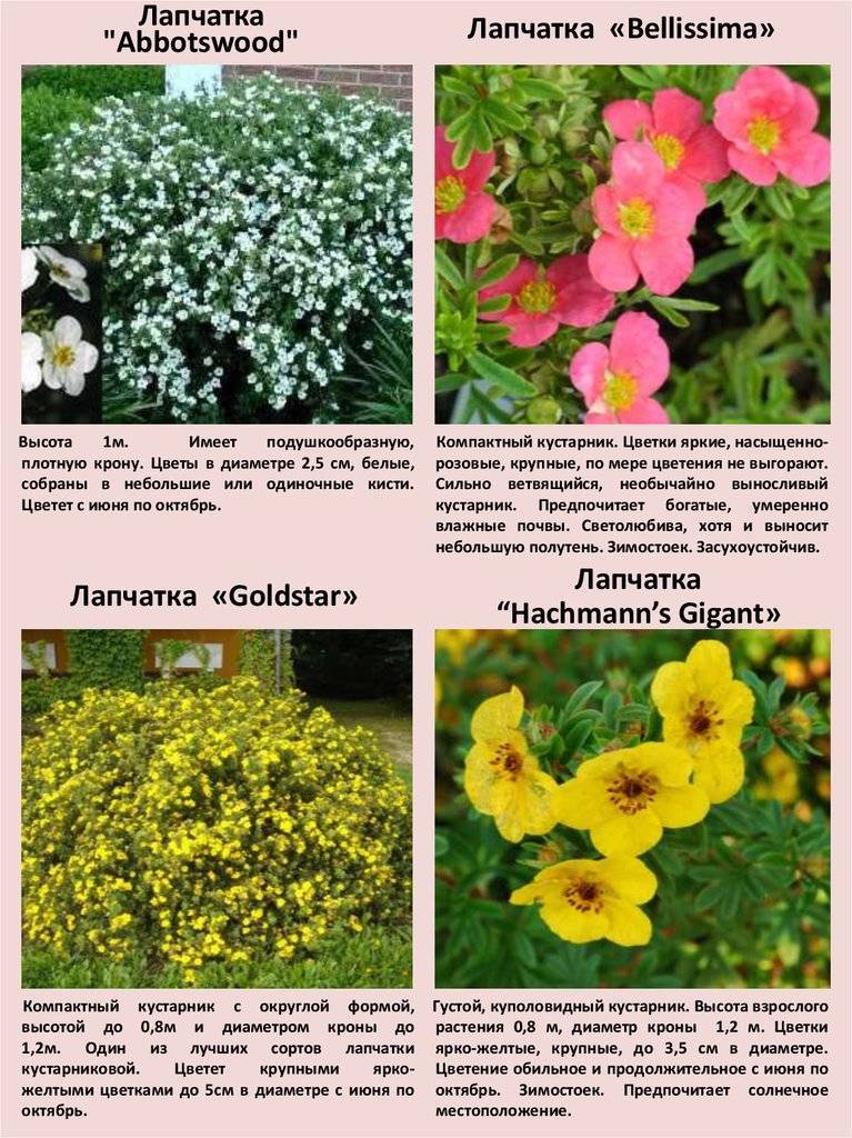 Схема посадки лапчатки кустарниковой