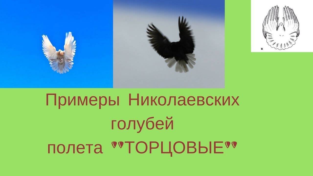 Николаевские высоколетные голуби: фото, описание и содержание