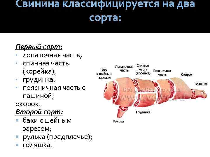 Почечное мясо свинины где находится фото | ваши поделки.ру
