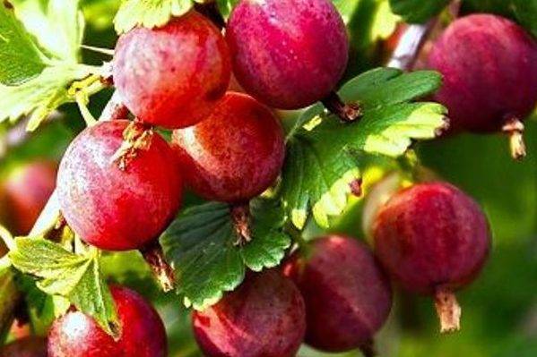 Крыжовник конфетный: описание сорта, фото, отзывы, технология посадки и ухода