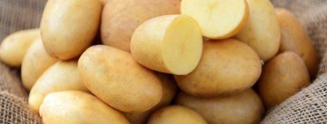 Забытый сорт картофеля ласунок