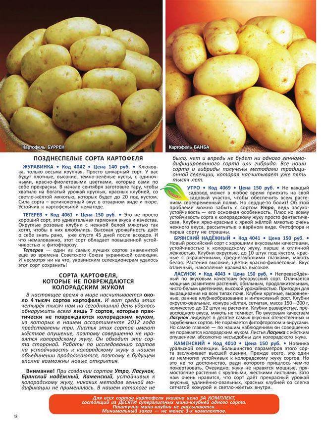 Картофель ильинский: описание сорта, фото, отзывы