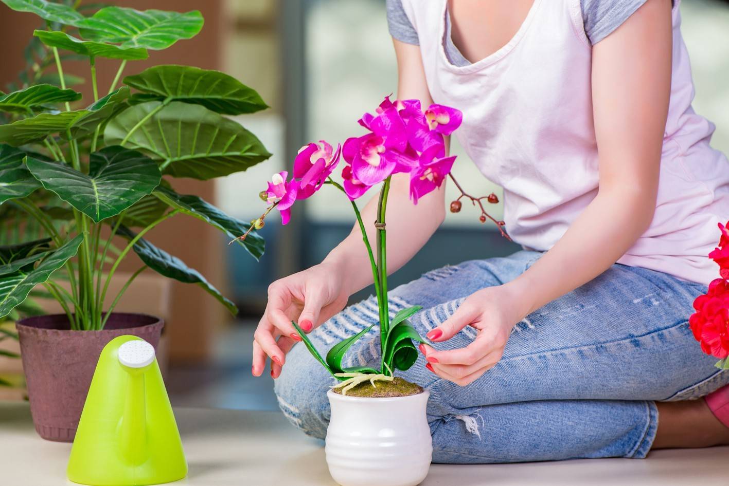 Орхидея — характеристика, уход и пересадка цветка + 85 фото