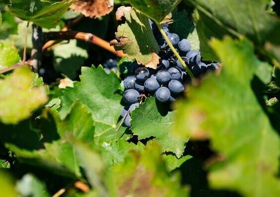 Искуство выращивания винограда на кубани