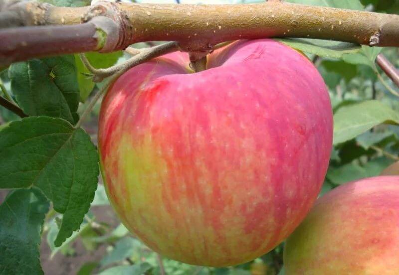 Сорт яблок мечтательница фото и описание