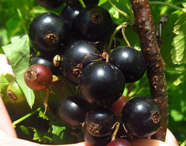 Смородина черная деликатес: описание сорта, фото, отзывы, опылители
