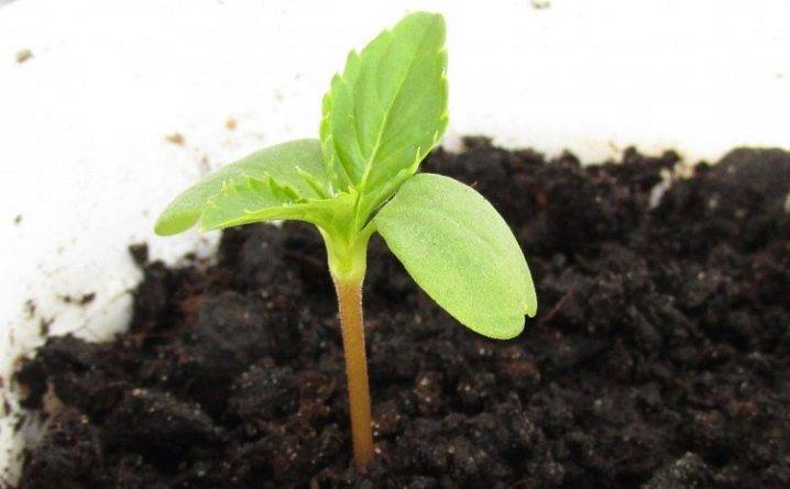 Как выращивать бальзамин из семян