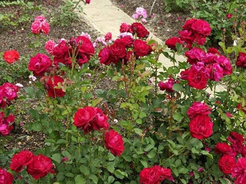Роза никколо паганини: советы по уходу