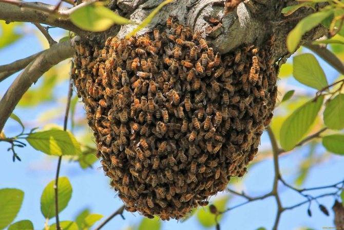 Пчёлы осенью: как обработать, подкормка, почему покидают улей и как это предотвратить, видео