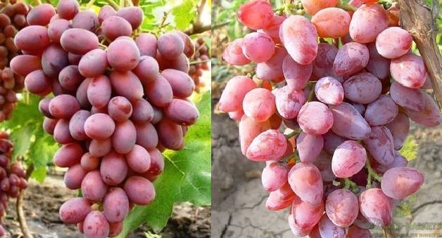 Гибридный виноград дюжина — характеристика и отзывы