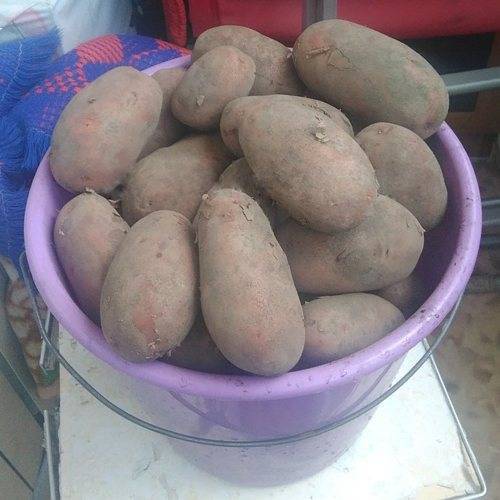 Картофель сорта родриго - характеристики и свойста